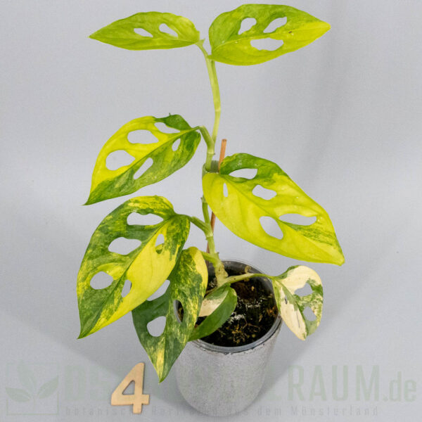 Monstera adansonii aurea