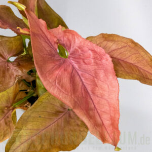 Syngonium red slender