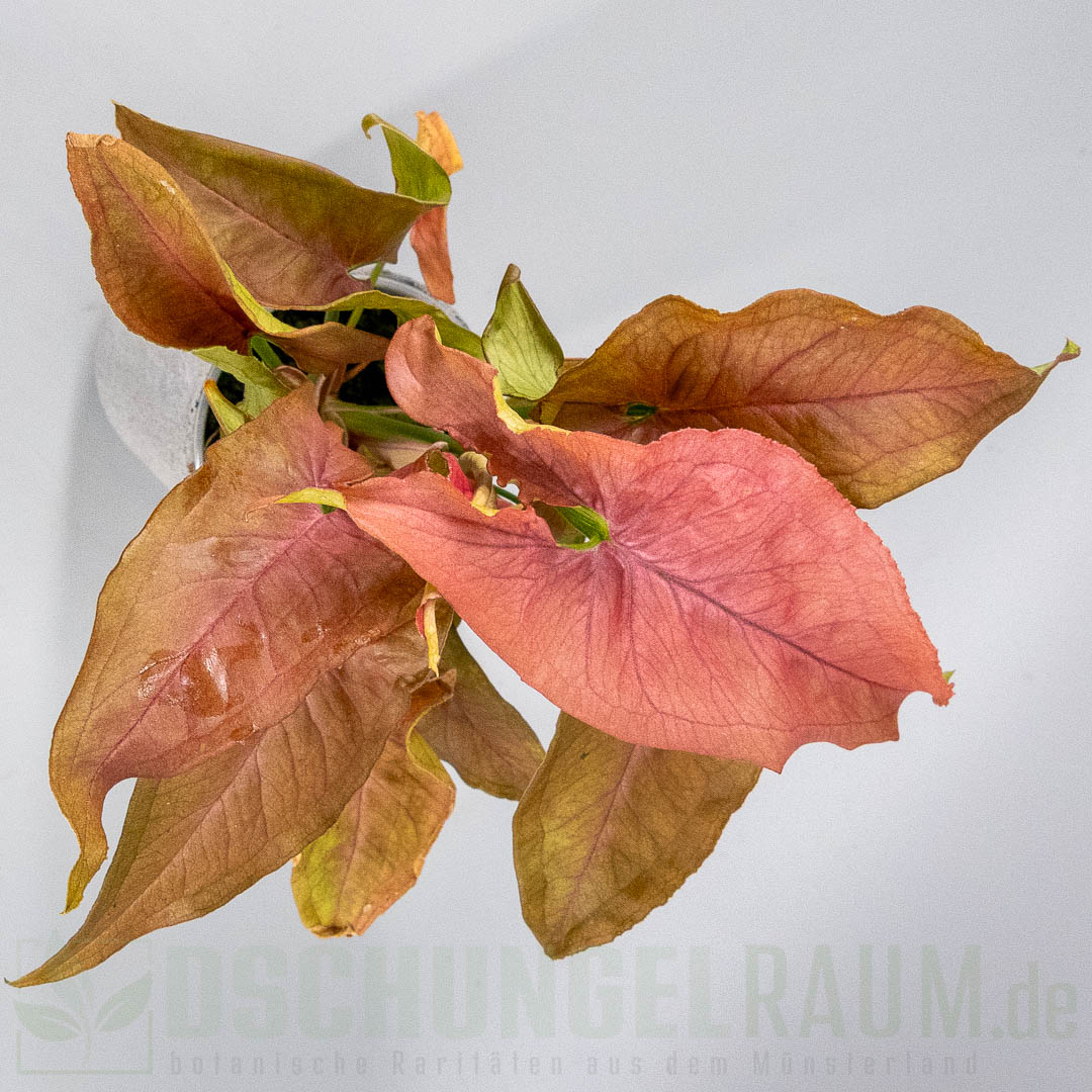 Syngonium red slender