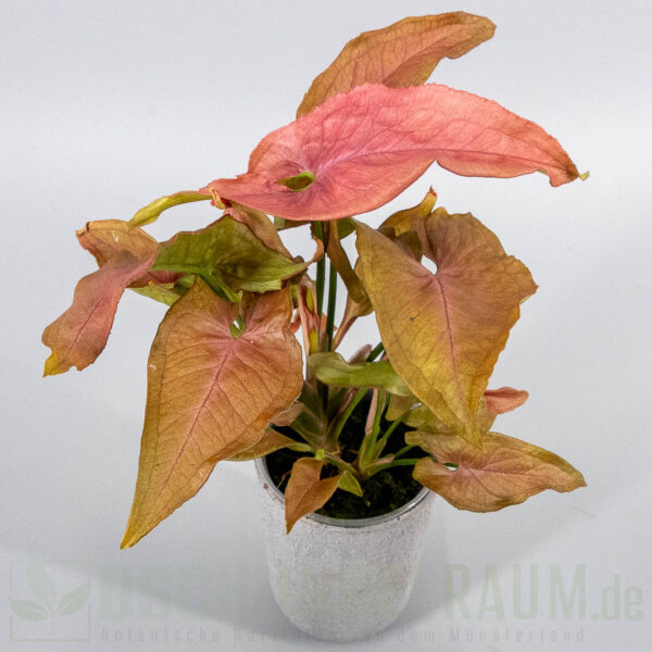 Syngonium red slender