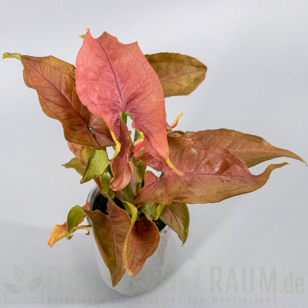Syngonium red slender