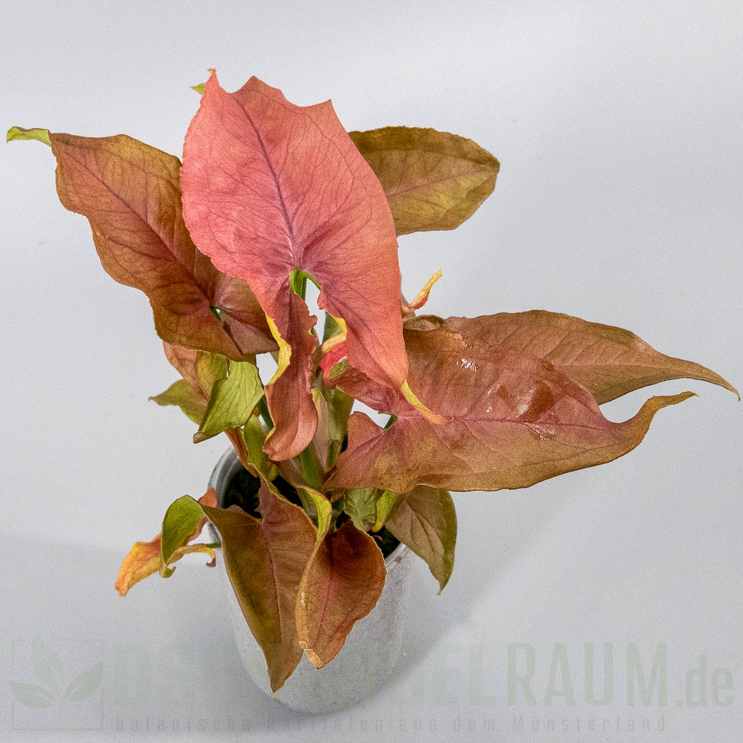 Syngonium red slender