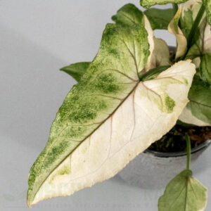 Syngonium White Princess