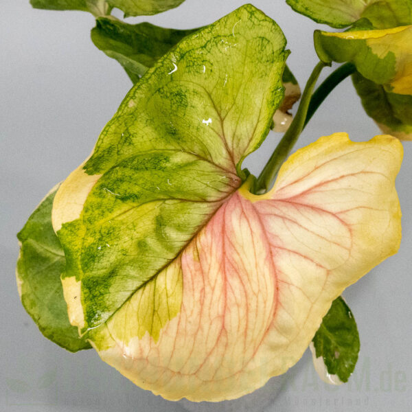 Syngonium mango allusion variegata