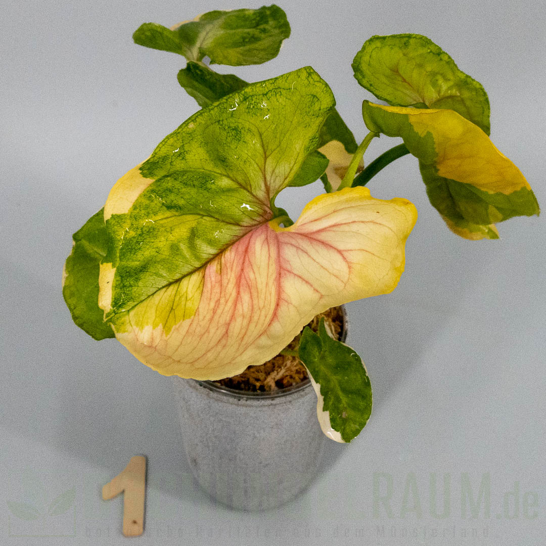 Syngonium mango allusion variegata