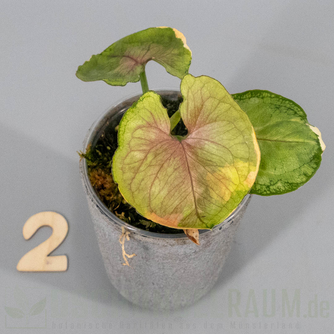 Syngonium mango allusion variegata