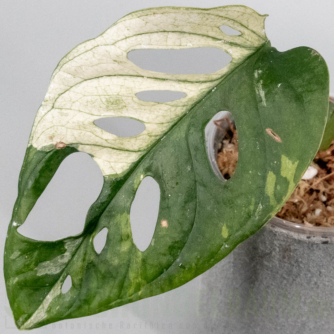 Monstera acuminata variegata