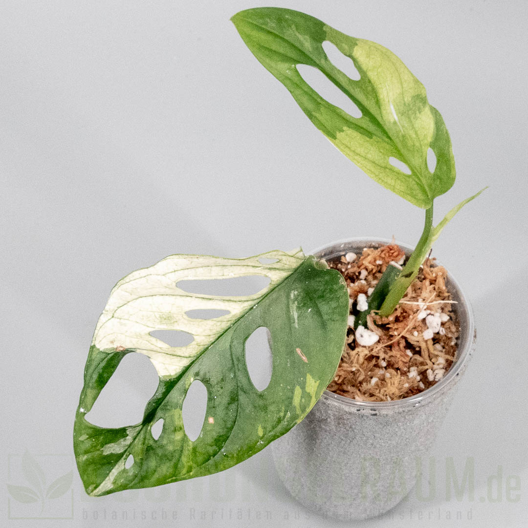 Monstera acuminata variegata