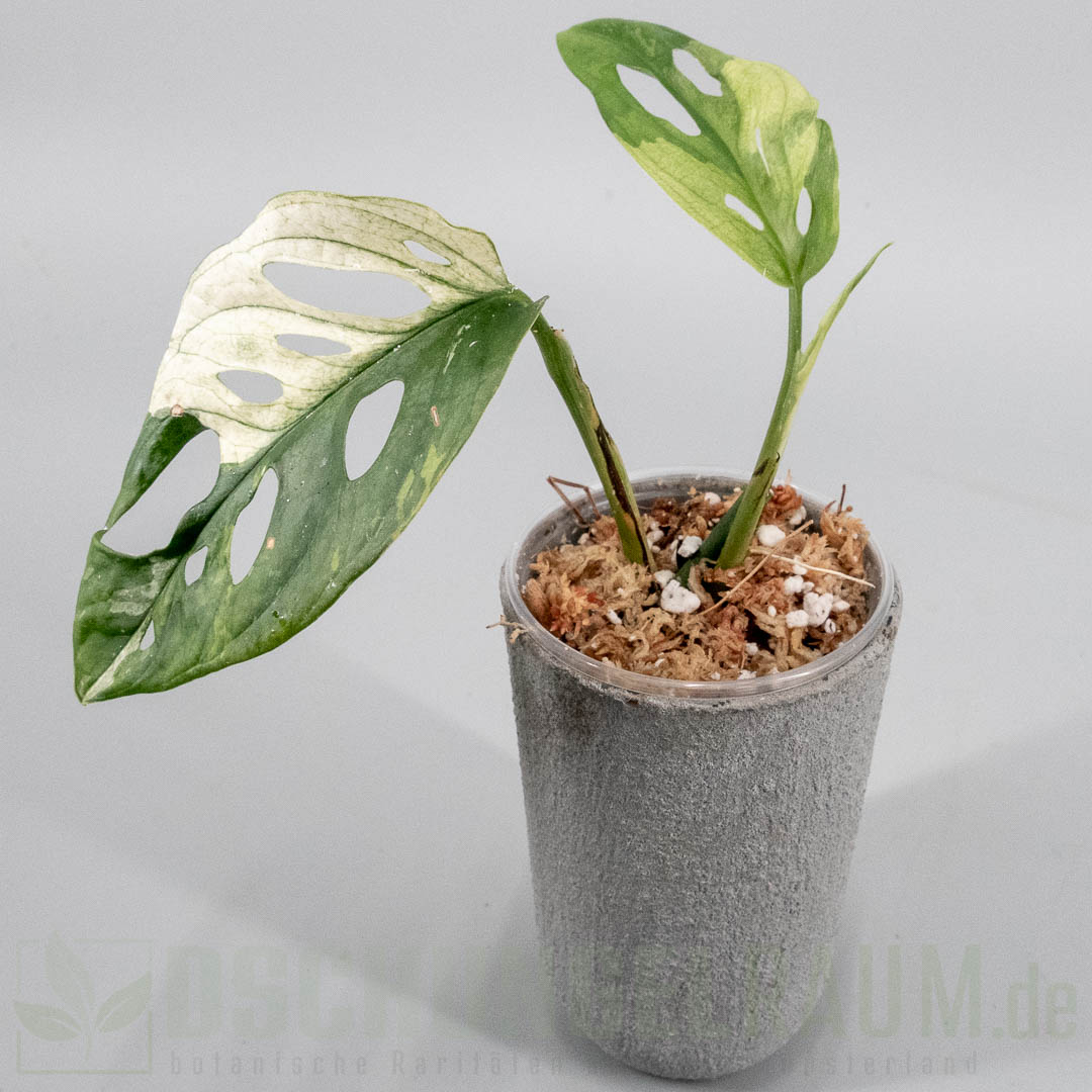 Monstera acuminata variegata