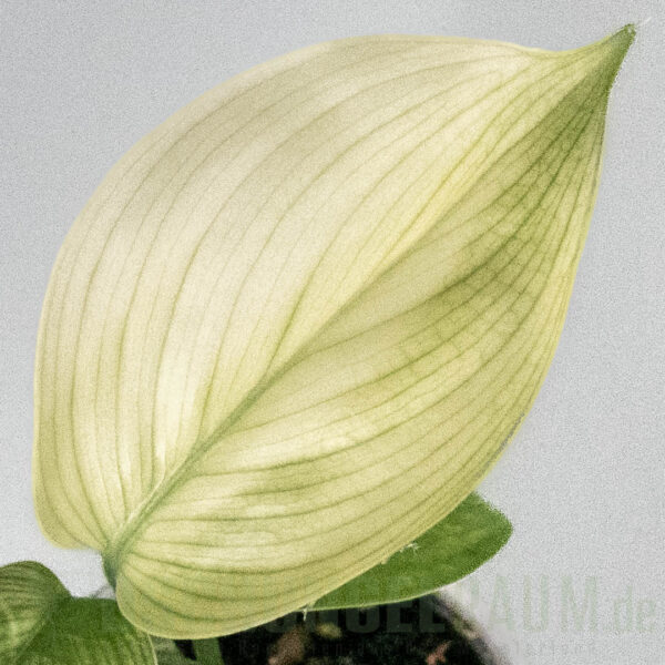 Scindapsus white monster