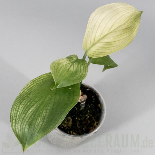 Scindapsus white monster