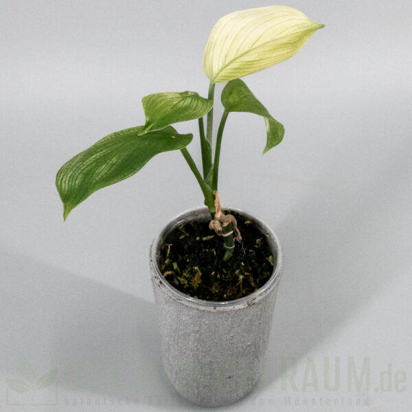 Scindapsus white monster