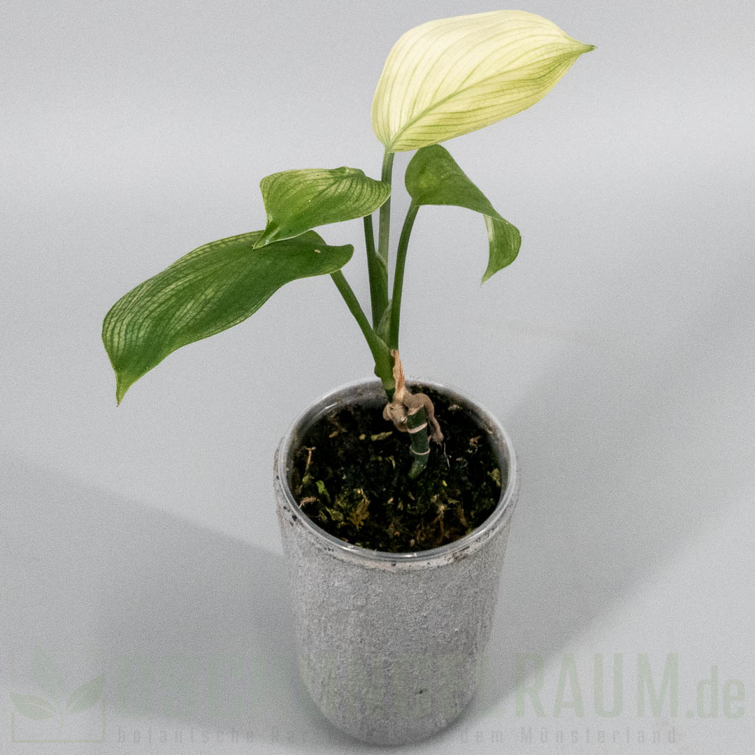 Scindapsus white monster