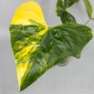 Anthurium pterodactyl aurea variegata