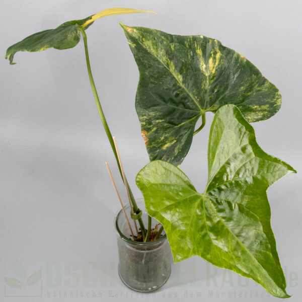 Anthurium pterodactyl aurea variegata