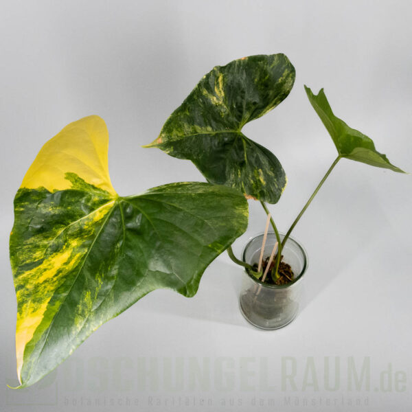 Anthurium pterodactyl aurea variegata