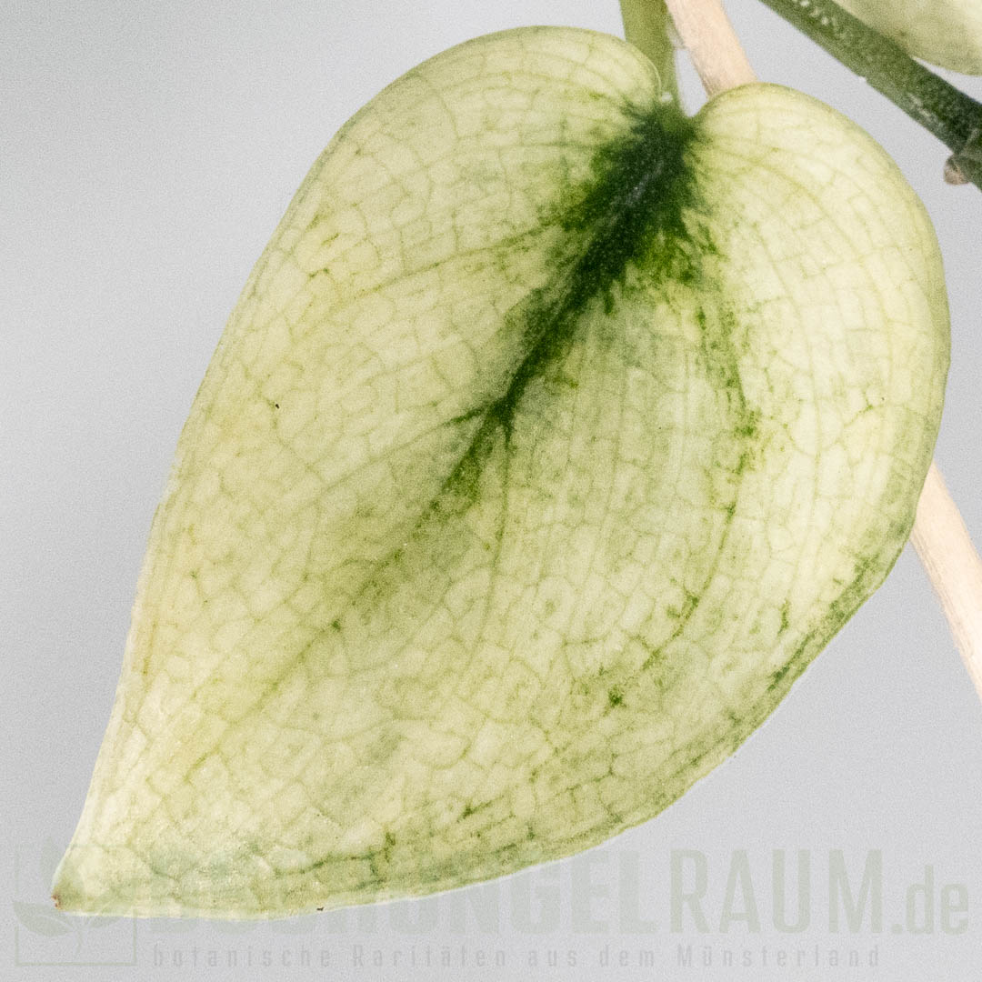 Scindapsus exotica mint