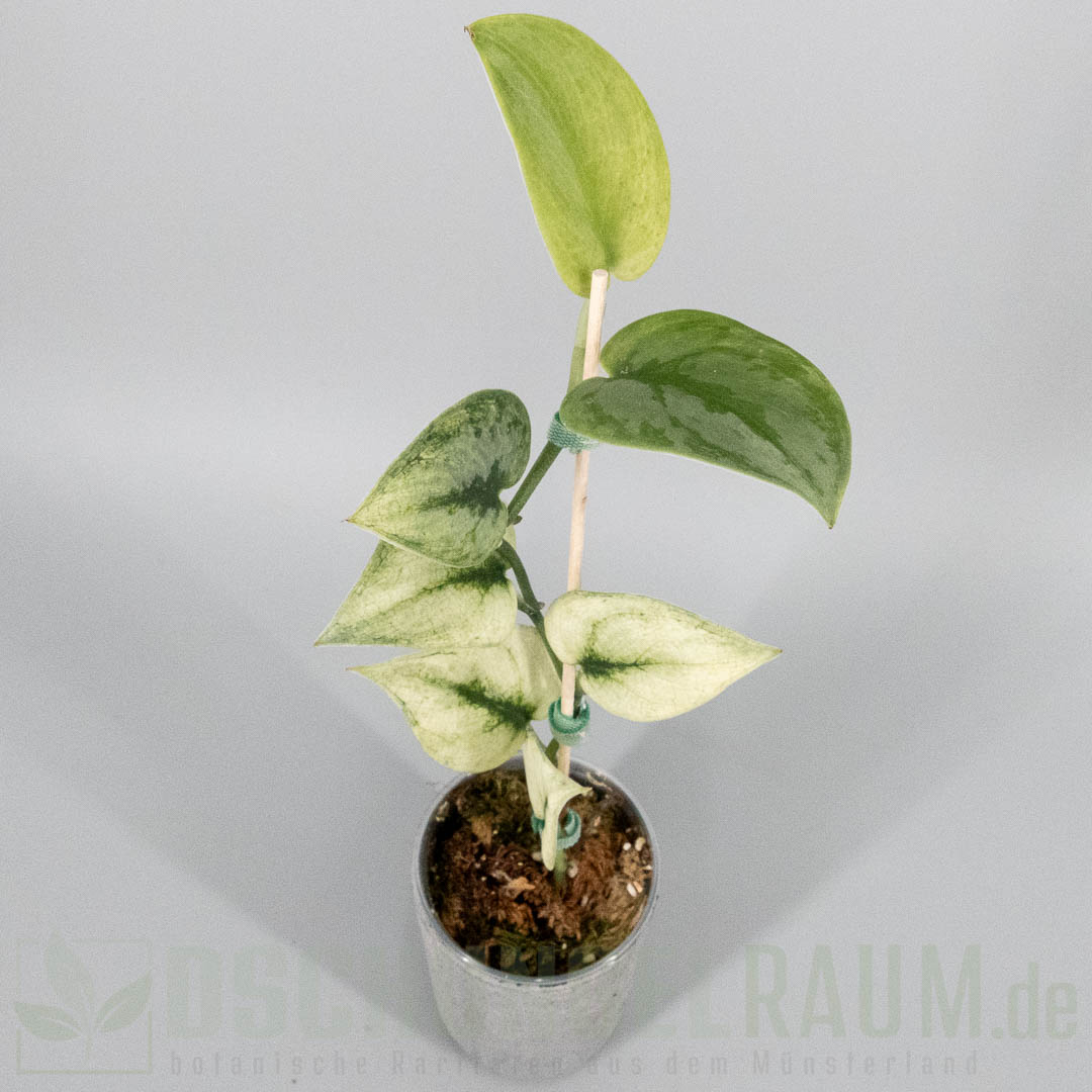 Scindapsus exotica mint