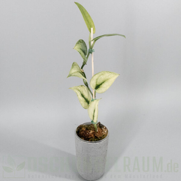 Scindapsus exotica mint