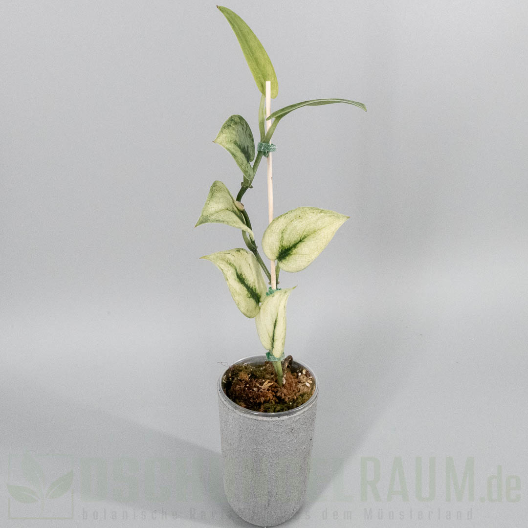 Scindapsus exotica mint