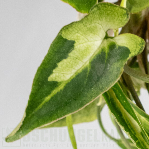 Syngonium green line