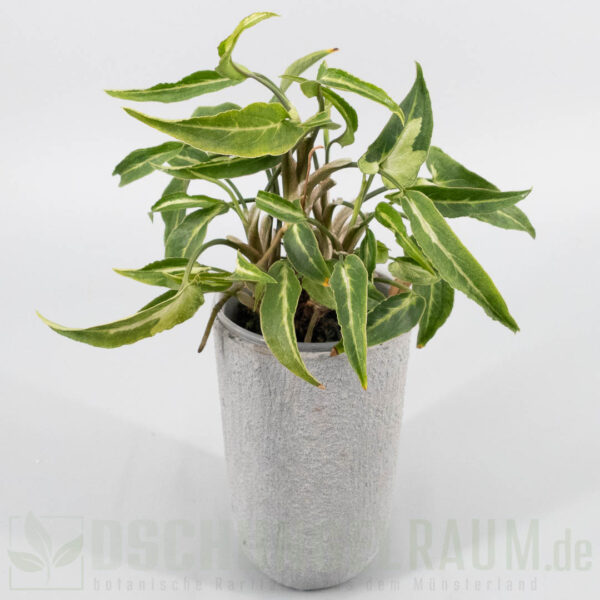 Syngonium green line