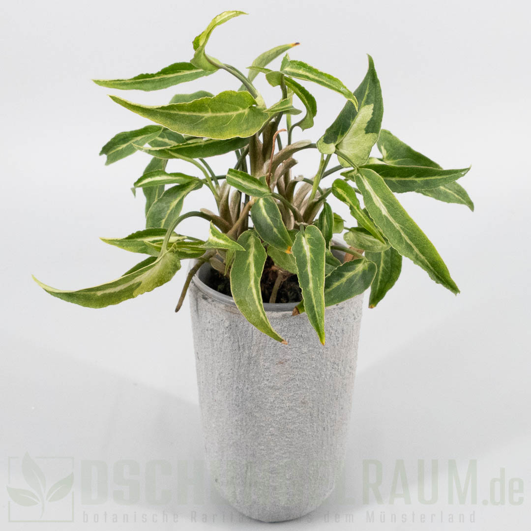 Syngonium green line