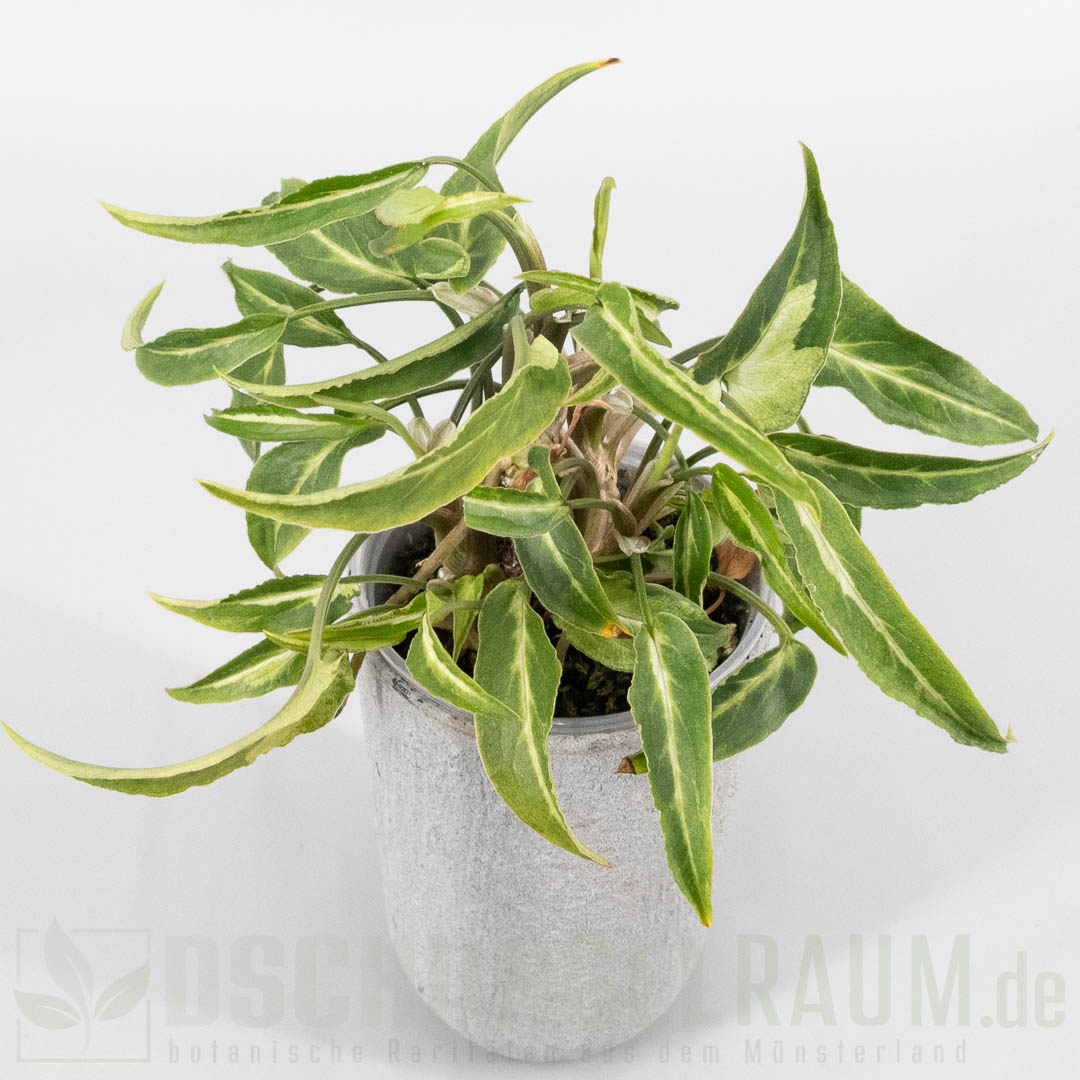 Syngonium green line