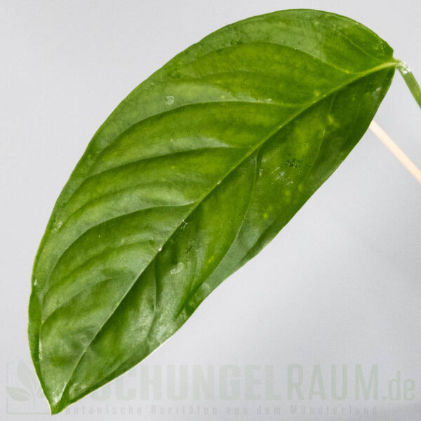 Monstera obliqua bolivia
