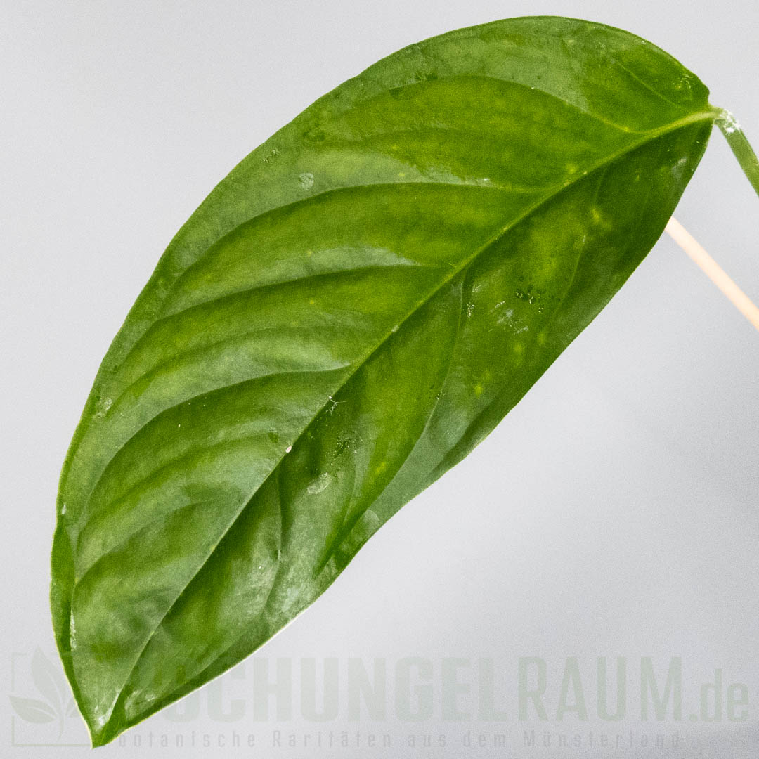 Monstera obliqua bolivia