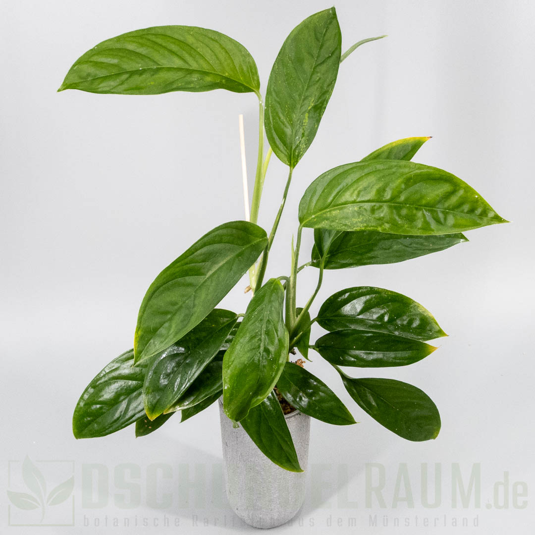 Monstera obliqua bolivia