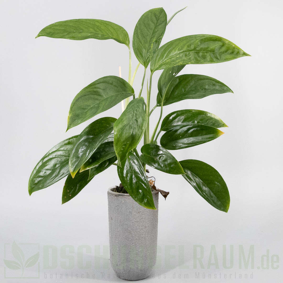Monstera obliqua bolivia