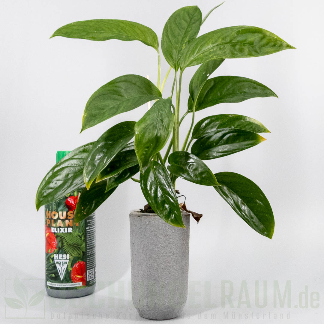 Monstera obliqua bolivia