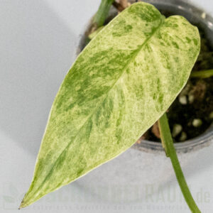 Epipremnum pinnatum cebu blue mint
