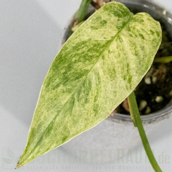 Epipremnum pinnatum cebu blue mint