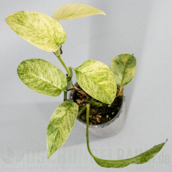 Epipremnum pinnatum cebu blue mint