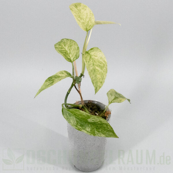 Epipremnum pinnatum cebu blue mint