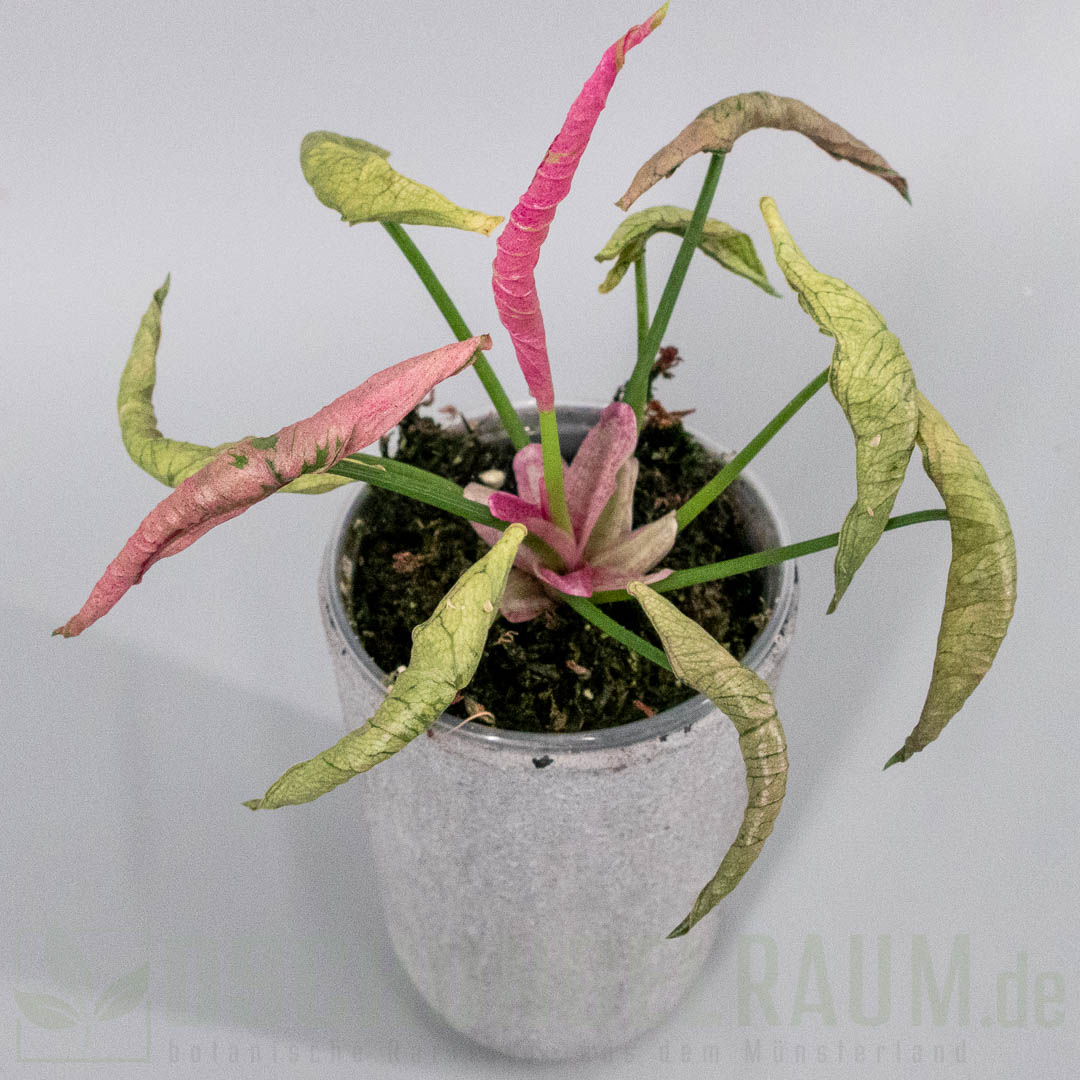 Syngonium pink rolli