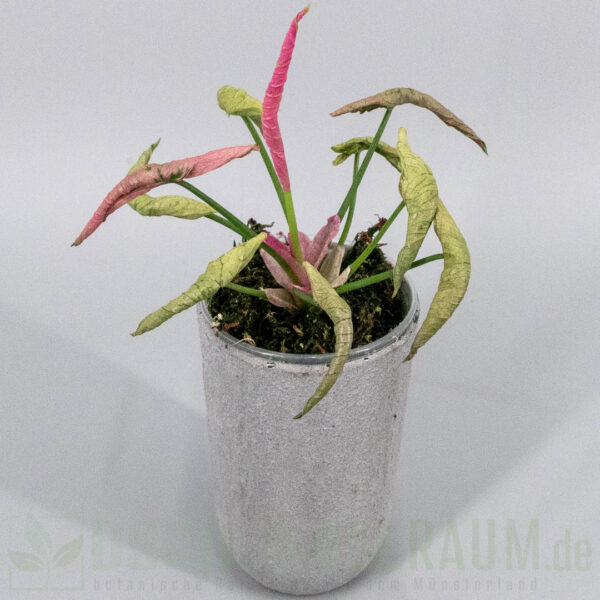 Syngonium pink rolli