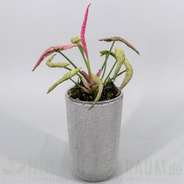 Syngonium pink rolli