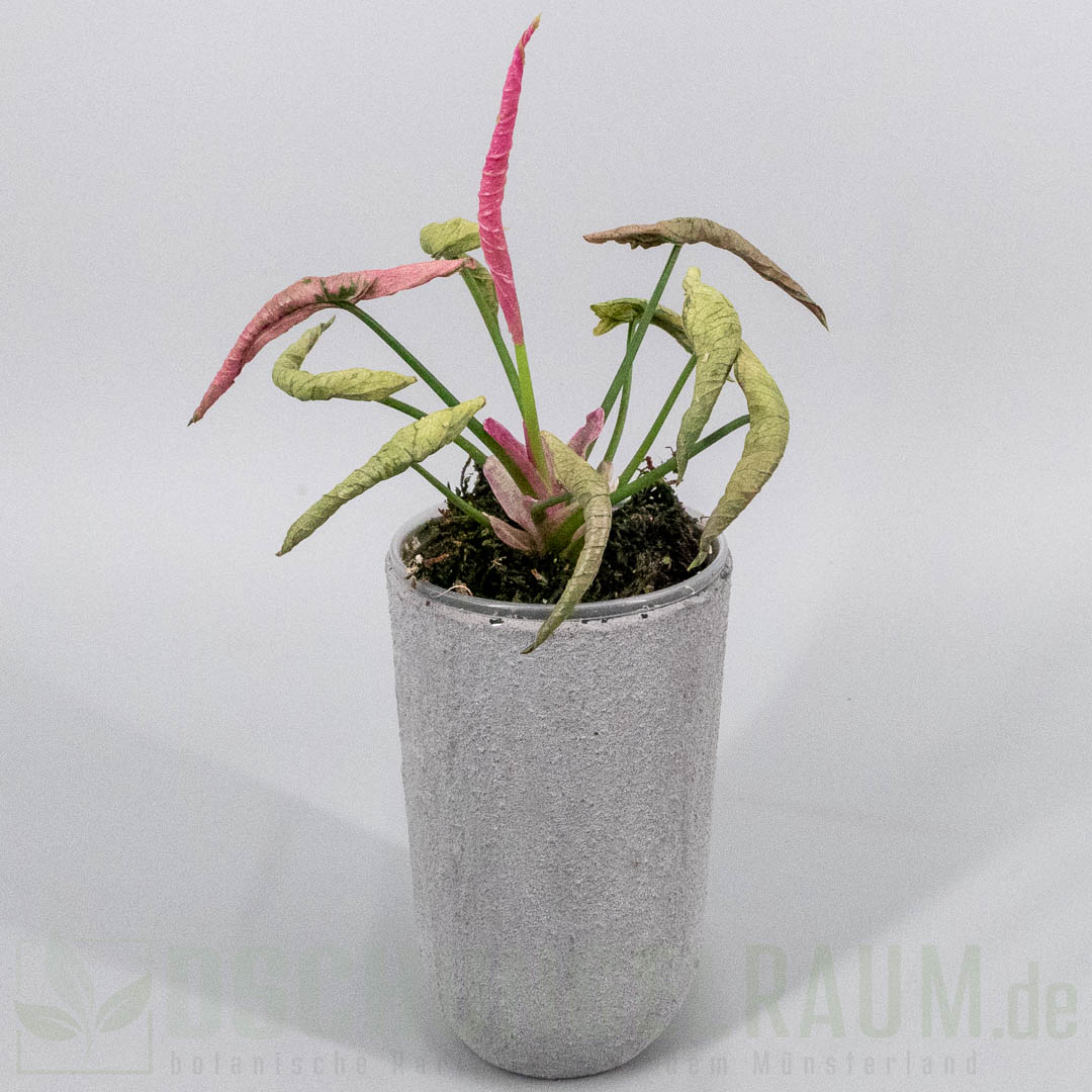Syngonium pink rolli