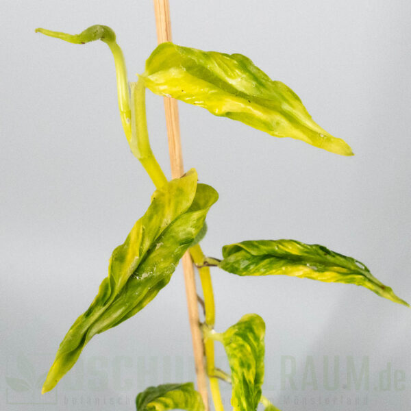 Epipremnum aureum shangri la variegata aka godzilla pothos 2