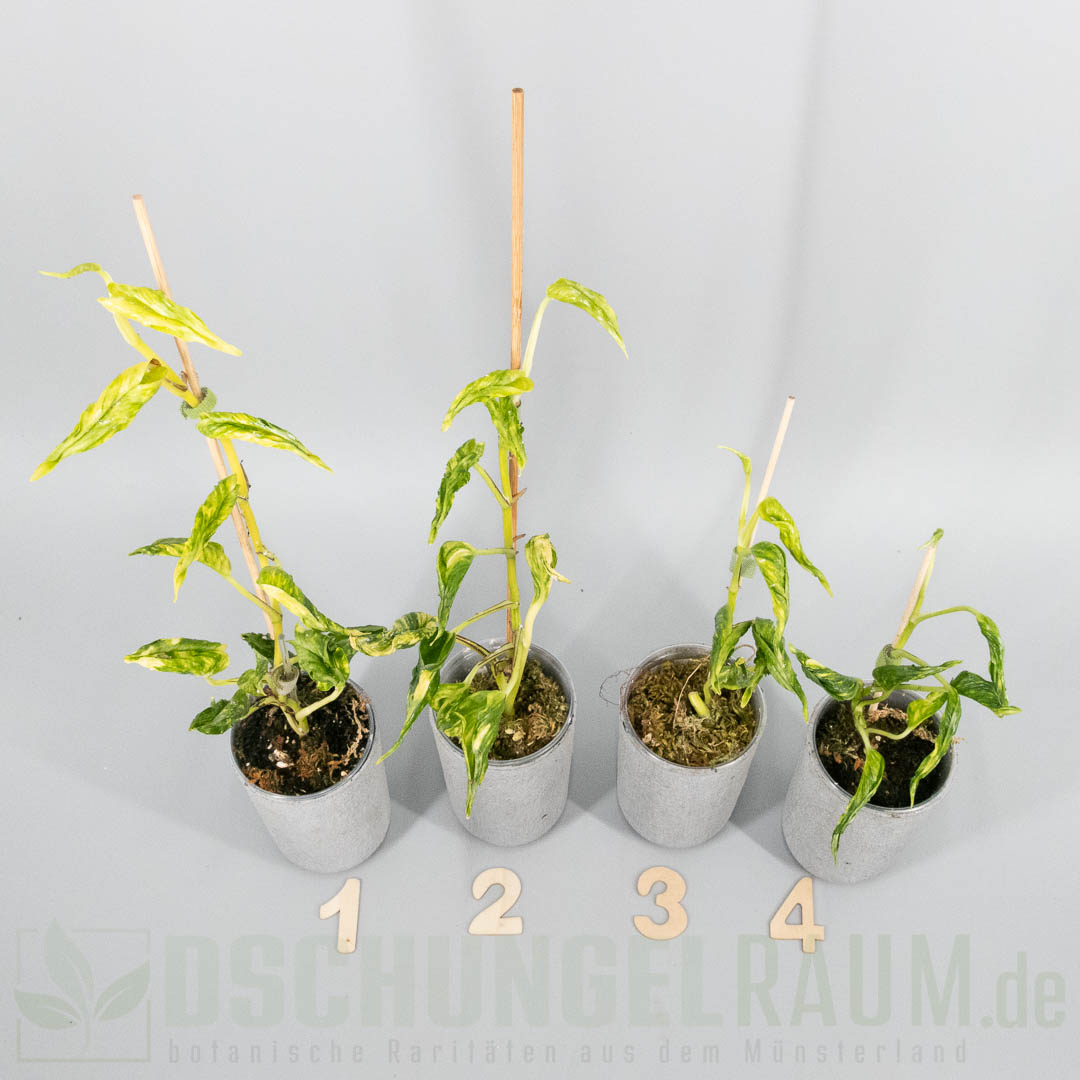Epipremnum aureum shangri la variegata aka godzilla pothos 2