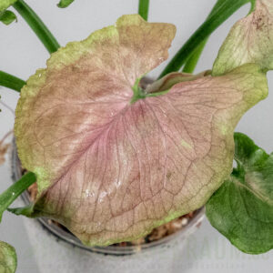 Syngonium red yami
