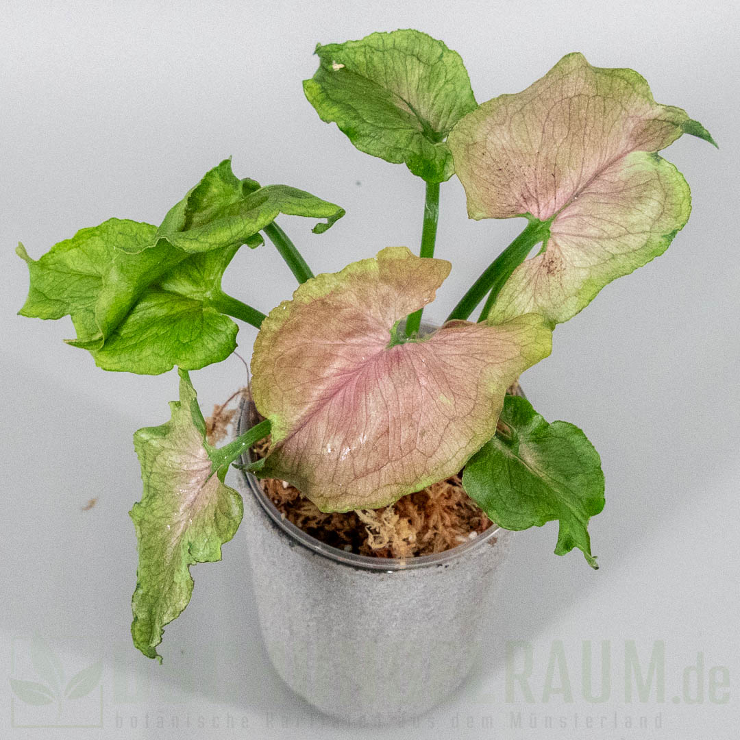Syngonium red yami