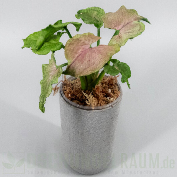 Syngonium red yami