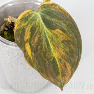Philodendron micans aurea