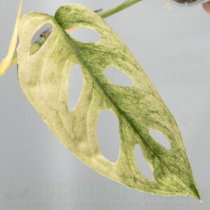 Monstera acuminata mint variegata