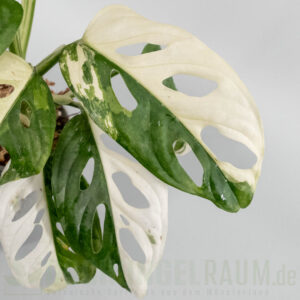 Monstera adansonii Japanese tricolor
