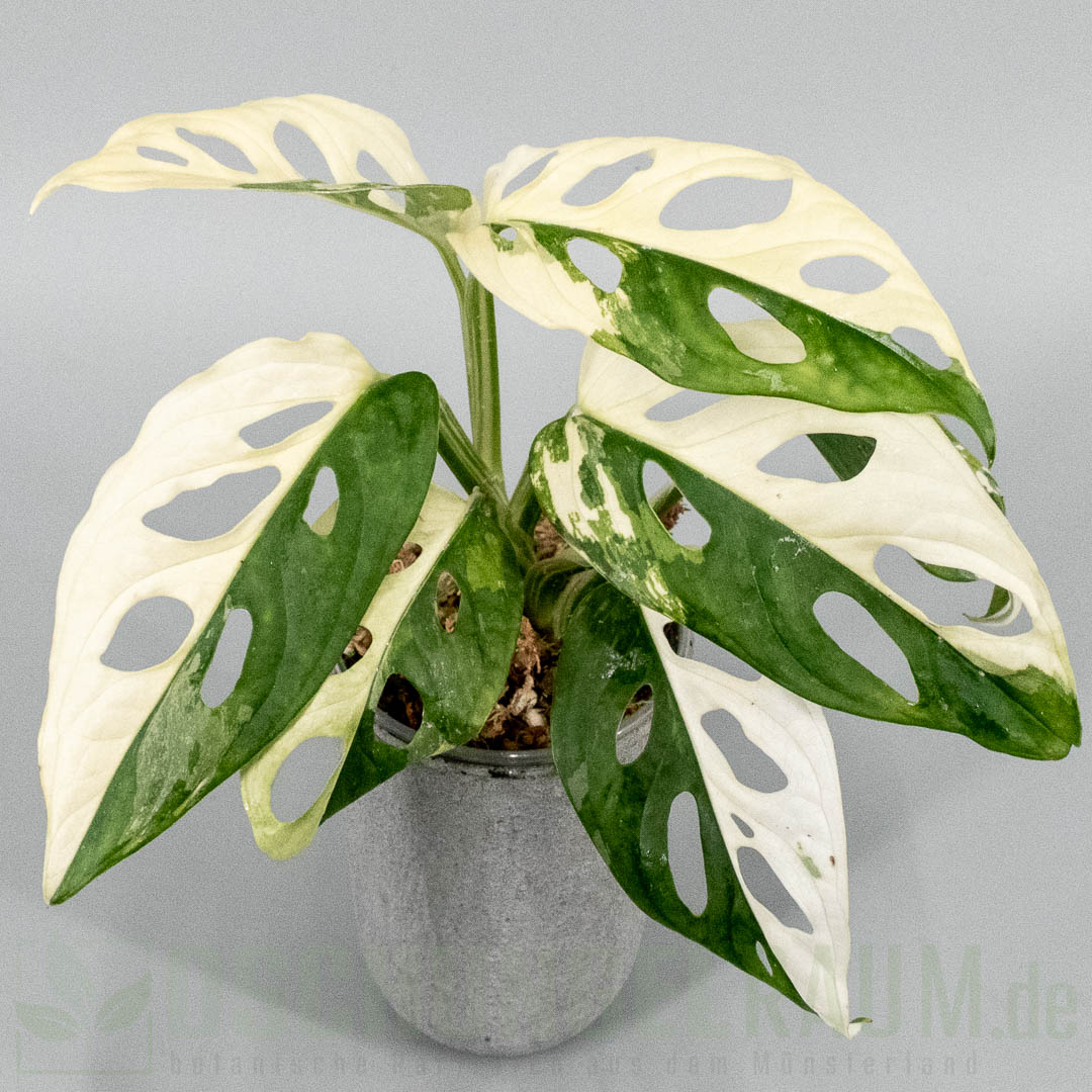 Monstera adansonii Japanese tricolor